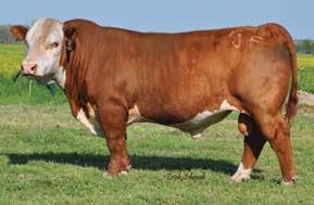 HEREFORD REFERENCE SIRES Ref. A Sire C MILES MCKEE 2103 {DLF,HYF,IEF} 43270668 Calved: Jan.