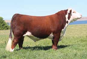 Possession interest has been purchased by Iron Lake Ranch, Texas, where he is proving to be a great pasture bull.