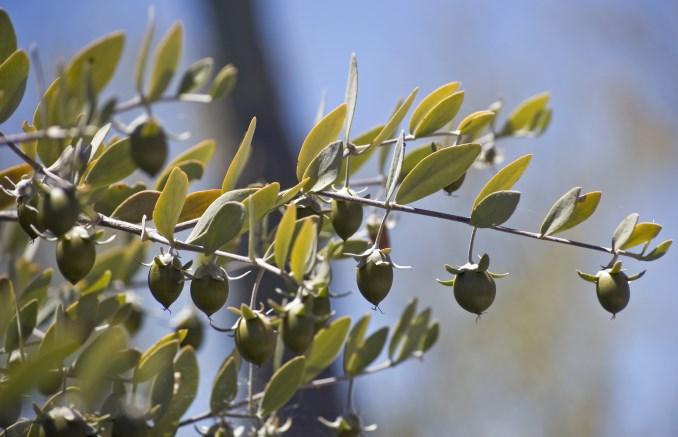 The jojoba shrub has a life span of 100-200 years. The jojoba shrub is ready to produce fruit approximately 3-5 years after being sown.
