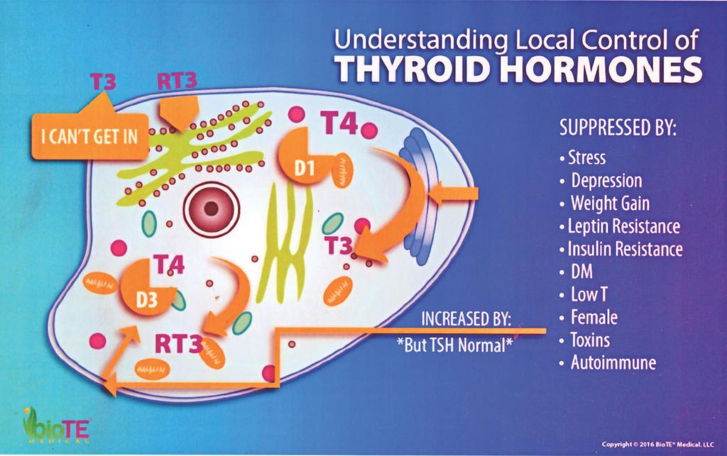 Chapter 7 ANTI-AGING 58 the thyroid hormones triiodothyronine (T3) and tetraiodothyronine, also known as thyroxine (T4). The energy metabolism of all our cells starts with thyroid.