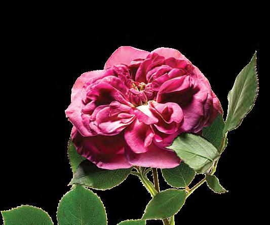 301033 Choose 1: Rose Blossom EDP OR B.
