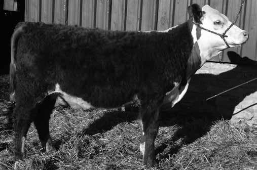 03); MARB 0.09 (.03); BMI$ 25; BII$ 21; CHB$ 25 This three year old cow is sired by our Durango son, Boyd Maternal Edge 1049, we purchase from Boyds in Kentucky.