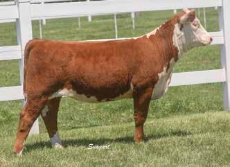 19); M&G 54 Horned Very competitive Long spined Extended front Cool hip and rib sweep DELHAWK MISS SUGARPLUM 1716 ET 43931862 Calved: Dec. 22, 2017 Tattoo: LE 1716 BW 2.8 (.28); WW 60 (.26); YW 94 (.
