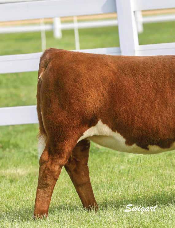Olivia Family Polled ICON WORTHY! Solid marked Super genetics and phenotype to please Massive ribbed As good as you ll find!