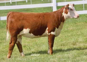 Polled Resembles her legendary dam Stamped
