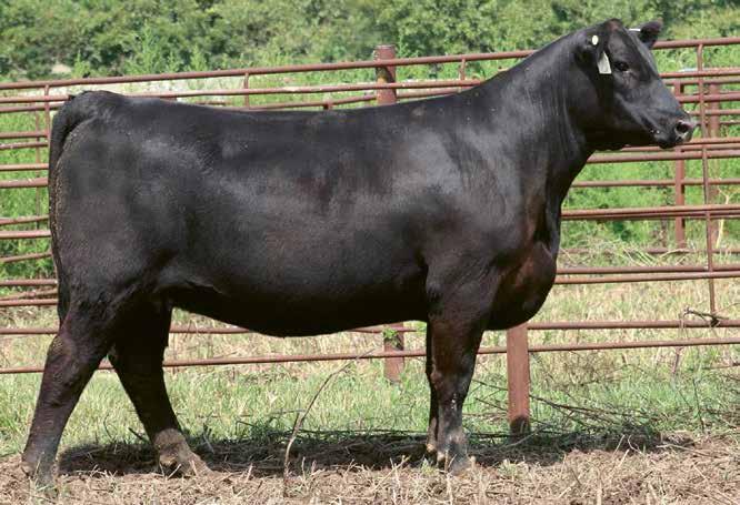 FOVER LADY FAMILY 32 Birth Date: 3-16-2016 Cow 18517449 Tattoo: 6275 #N Bar Prime Time D806 #GT Shear Force #GT Siskin 106 Circle A Shear Force 0510 #Woodhill Advance 16928031 +Three Trees Anita 5352