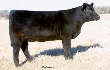 = S D FOVER LADY FAMILY BARSTOW BANKROLL B73 - Sire of Lots 48A through 48D. 48A Due Date: 2-1-2018 Confirmed Heifer Pregnancy 48B Sells with a commercial recip.