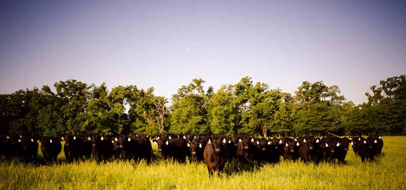 October 21, 2017 Complete Dispersal of Circle A s Registered Fall Calving Angus Herd Iberia, MO Table of Contents Lots A-L...Reference Sires Lots 1-22A...Blackbird Family Lots 23-25.