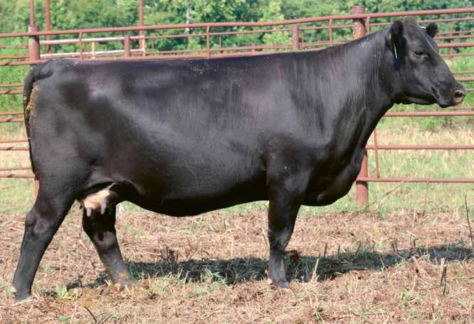 EISA ERICA FAMILY 180 Circle A Eisa Erica 3148 Birth Date: 1-29-2013 Cow 17592834 Tattoo: 3148 OCC Legend 616L MCC Cupid 414 +MCC Miss Pride Ever 213 Circle A Cupid 766 #+B/R New Frontier 095