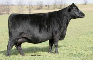 CIRCLE A NORTHERN MISS FAMILY 218 Birth Date: 1-9-2009 Cow 16326550 Tattoo: 9070 #Gardens Prime Time #N Bar Prime Time D806 N Bar Miss Emulous A404 GT Shear Force #Plowman 1627 of Millbrae SAR