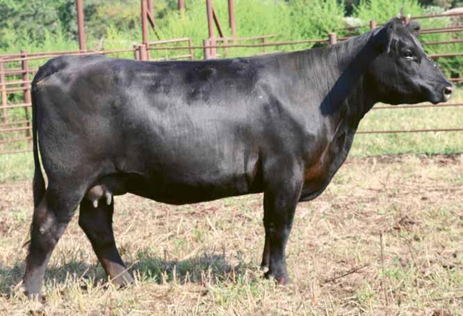 CIRCLE A BONNIE FAMILY 221 Circle A Bonnie 5048 [ OHP ] Birth Date: 1-14-2015 Cow 18193030 Tattoo: 5048 #+Basin Payweight 006S +47 +Basin Lucy 3829 Basin Payweight 1682 #HARB Pendleton 765 JH