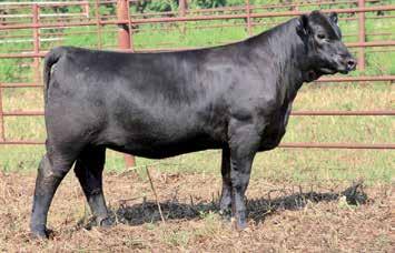 BURGESS FAMILY QUEEN FAMILY EF COMPLIMENT 8088 - Sire of Lot 247. CIRCLE A QUEEN 7016 - She sells as Lot 249.