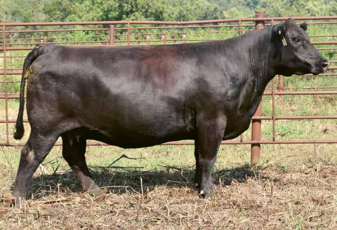 CIRCLE A LADY FAMILY 256 Circle A Lady 2550 [ DDC ] Birth Date: 12-11-2012 Cow 17592703 Tattoo: 2550 #BCC Bushwacker 41-93 Mohnen Brushpopper 353 #Mohnen Erica 51 Mohnen Brushpopper 295 #+Boyd New