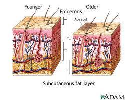 Skin ageing Atrophy of subcutaneous tissue Microcirculation vessel walls