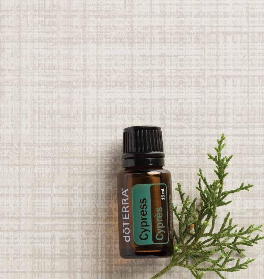 Cypress The clean, refreshing scent of Cypress essential oil is beneficial for promoting energy and vitality.