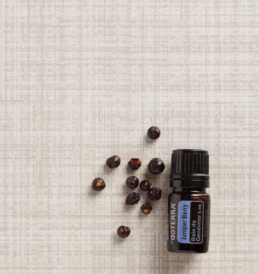 Juniper Berry Derived from the coniferous tree, Juniper Berry essential oil has a rich history of traditional uses. Juniper Berry acts as a natural cleansing agent and acts as a natural skin toner.