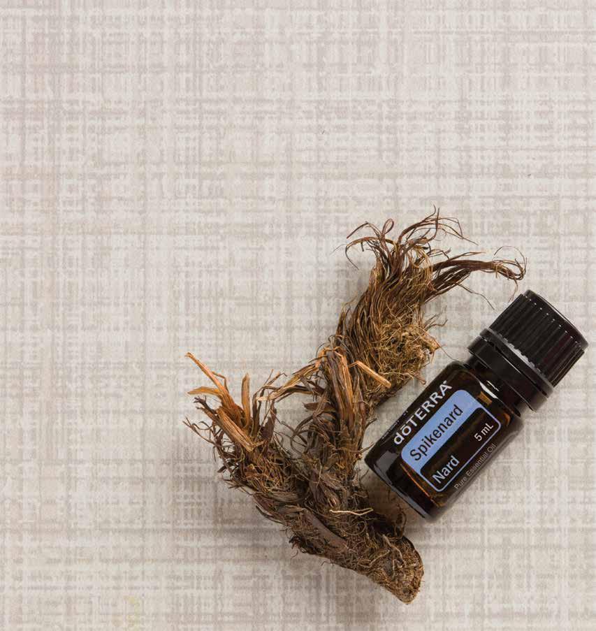 Spikenard Historically used for relaxation and its uplifting aroma, Spikenard essential oil has a calming fragrance and can be purifying for the skin.