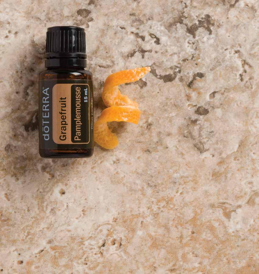 Ginger NPN 80060954 Sourced from Madagascar, dōterra Ginger essential oil is derived from the fresh rhizome of the ginger plant the subterranean stalk of a plant that shoots out the root system.