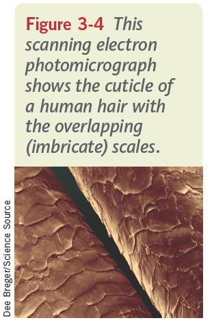 The Structure f Human Hair (cntinued) The cuticle is a transparent uter layer f the hair