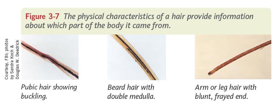 Hair frm Different Parts f the Bdy 15 Frensic Science: