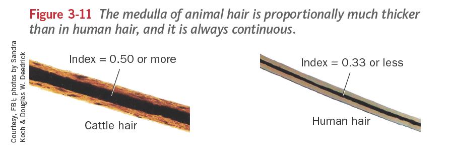 Animal hair and Human Hair Animal hair and human hair have several differences including: The pattern f pigmentatin