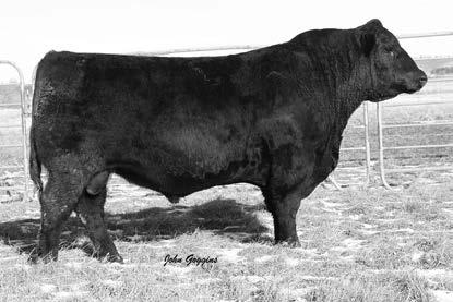 5500 Fancy Open Commercial Angus Heifers One Iron Bangs Vaccinated Ready To Breed 500 Total Performance Yearling Bulls The best of the 2014 bull crop Sired by Dublin, Bear Paw, Sure Shot, Franklin,