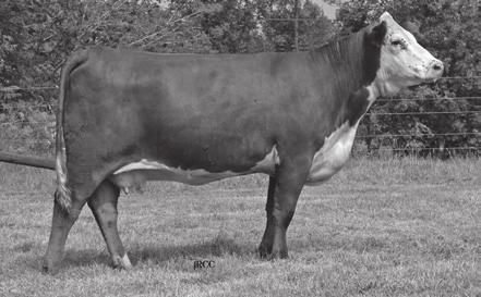 Lot 18 Donor Dam: RVP Star 100W Your Way ET 122Y 18 5STAR 719T YOUR WAY 614 ET Calved: August 17, 2016 Tattoo: RE 5614 Owner: Five Star Polled Herefords, Smithville, WV P43736117 HRP THM Victor 109W