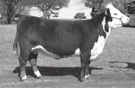 Lot 48: PRR Lady Luck 99Z 48 PRR LADY LUCK 99Z P43319633 Calved: April 1, 2012 Tattoo: LE 99Z Owner: Thornbriar Farm, Forest, OH HB Star Battle Ground 2013 Goble Aces N Eights 321W Star TRF Battle