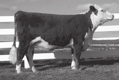 Lot 56: CHF TTF U16Z Anna 5519 ET 56 CHF TTF U16Z ANNA 5519 ET P43658548 Calved: March 15, 2015 Tattoo: LE 5519 Owner: Ralph E.