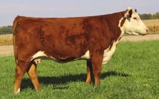 VICTORIA GOLD 2018 P43025177 MS AIRWAVE 5125 DB BUTLER GAL 451 EPD S: BW 3.7 WW 54 YW 87 M 23 M&G 50 FAT -0.023 REA 0.45 MARB 0.06 Pasture exposed to PR 144U BAILOUT 0005 ET from calving to 10-14-13.