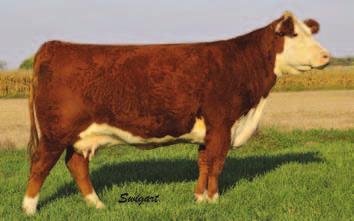LOT 44A-- Calf, tattoo 3151, born 7-27-13, by HRD LF AIRLINE 820 ET.