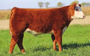 3117 Tattoo Birth Date 2013 Steers Sire 356 2-10-13 HRD LF Airline 820