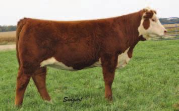 008 REA 0.50 MARB -0.02 This heifer is cool necked and growthy. She has great muscle shape and a 29F predictable pedigree.