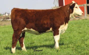 Three Dams of Distinction on the dam s side of the pedigree. Our favorite cow and Online on the top side and this gal is neat looking as a bonus.