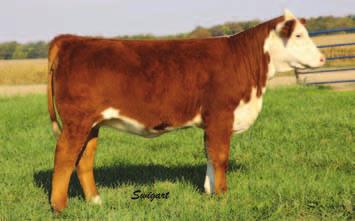 PRF MS ASHLEY 220 ROF RENAISSANCE 307F P42325177 MISS AIRWAVE 829 MS CL1 DOM 1116 EPD S: Not Available Her fancy looks, nice balance and high quality should work well in any show ring or pasture.