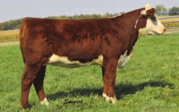 1 WW 54 YW 91 M 22 M&G 49 FAT -0.001 REA 0.47 MARB -0.02 Part of a set of twin heifers. She is deep ribbed with worlds of volume. A total beef package. Maybe the highest weight per day of age selling.