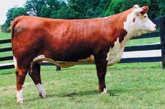 14 A daughter of one of the best producing cows we ever raised and at 15 years of age, remains a top producer.