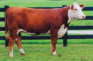 She possesses tremendous capacity with size and thickness to create a beautiful offering. Light scurs. Sells bred AI Dec. 2, 2014, to Felton Legend 242. Confirmed pregnant to that service date.