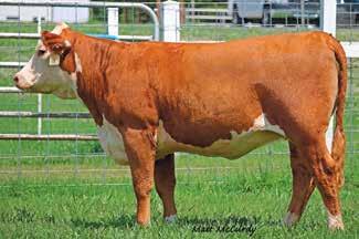 Sells pasture exposed April 6 to July 4, 2015, to Walker Billings 719T 545 419B (P43475320). Consigned Leonard Polled Herefords 55 BL JOY 56Y B12 P43474297 Calved: Feb.