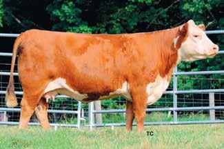 Lot 5 Mohican Ruby 219W ET 5 MOHICAN RUBY 219W ET P43109389 Calved: Sept.