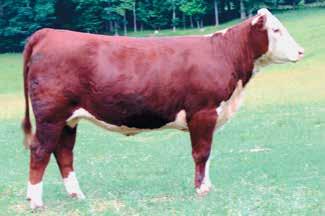 037; REA 0.29; MARB 0.15 Here is an outstanding mating of power packed genetics. 1255 is our top donor and a former high selling female at the Tennessee Beef Agribition.
