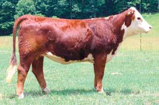 Wildcat is dark red, pigmented and exhibits outstanding muscle expression. These embryos will move your herd forward. Buy with confidence. Guarantee one (1) pregnancy if implanted by a certified tech.