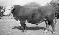 REFERENCE SIRE A F SPECULATION 340 Calved: 1/15/93 19351035 Tattoo: 340 CGD 42L Mag ET 303R 42124218 303R Spectr 607U 1ET 18876929 CGD Countess 302R 42124217 F Stand Lad 693 1ET 18812882 F Miss Stan