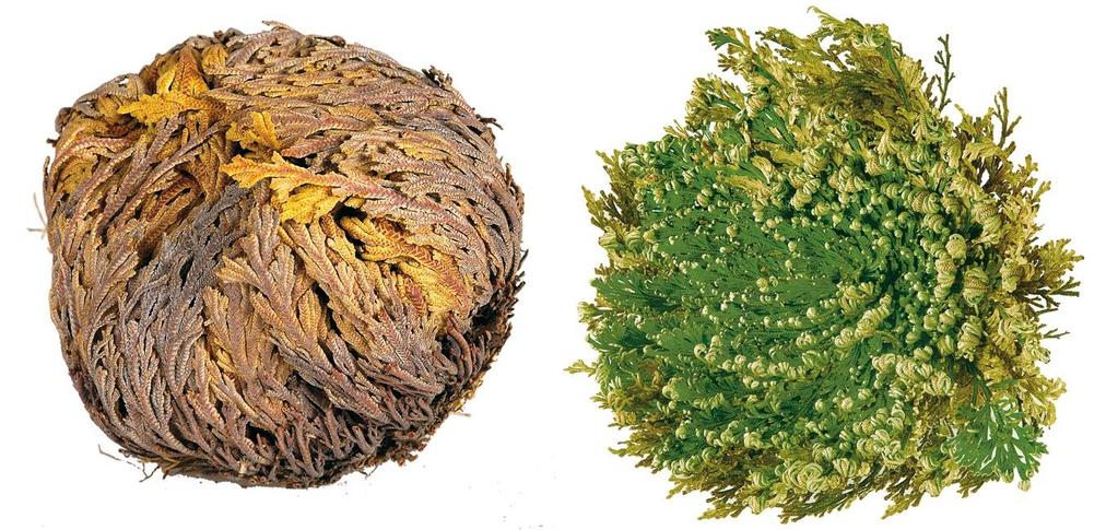 Code Number: 16586 INCI Name: Selaginella Lepidophylla Extract INCI Status: Approved REACH Status: Conforms CAS Number: 1617-53-4 EINCS Number: N/A Resurrection Plant spring back to life functional