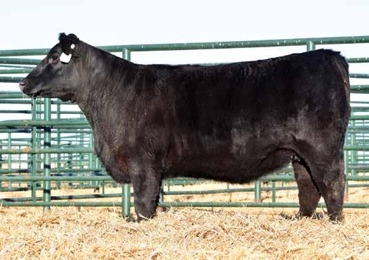 Blackcap Family Woodside Rita 6T6 of 3S6 / Lot 10 Riverbend Blackcap A1148 / Lot 11 10 Woodside Rita 6T6 of 3S6 Birth Date: 11-19-2016 Cow +*18744294 Tattoo: 6T6 *Sitz Top Game 561X #+GDAR Game Day