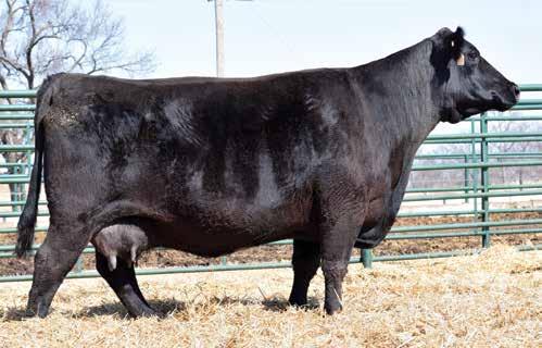 Forever Lady Family SLC Forever Lady 910 / Lot 14 14 SLC Forever Lady 910 Birth Date: 1-20-2009 Cow 16562403 Tattoo: 910 #+OCC Emblazon 854E #DHD Traveler 6807 BC Matrix 4132 Dixie Erica of CH 1019