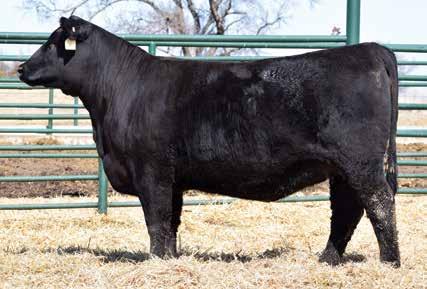 Featured Families DB Lucy 163 / The powerful grandam of Lot 28.