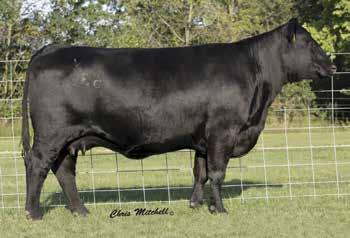 Lucy X009 Basin Lucy 338R / A daughter of this Dow Livestock donor sells as Lot 54.