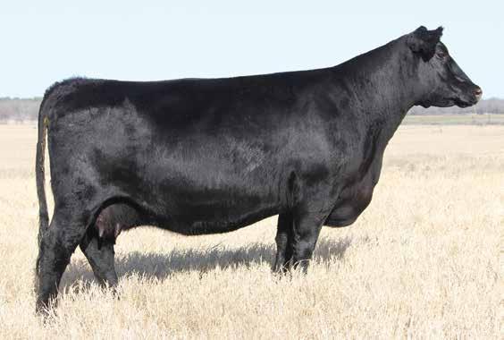 Ruby 1084 VAR Ruby 1084 / Lot 66 66 V A R Ruby 1084 Birth Date: 1-21-2011 Cow +*16899019 Tattoo: 1084 # SS Objective T510 0T26 #SS Traveler 6807 T510 SQ Credence 67S SS Miss Rita R011 7R8 #+15705880