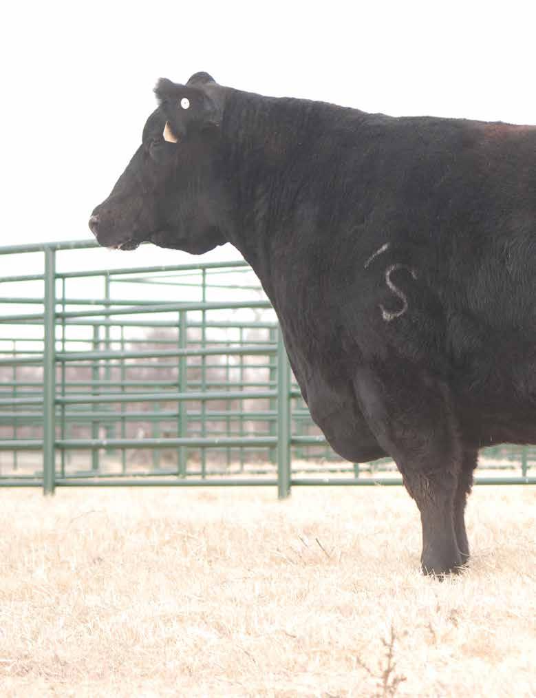 Featuring 12 sons of the prolific and powerful Stevens donor, Blackbird Power 804 sired